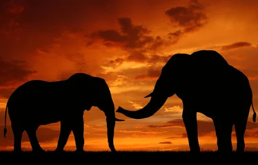 Photo sur Plexiglas Éléphant silhouette elephant in the sunset