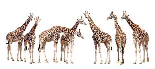 Foto op Plexiglas giraffen geïsoleerd © vencav
