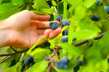 Blackthorn in hand