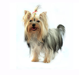 Yorkshire terrier puppy on white