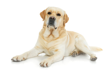Golden Retriever isolated on a white background