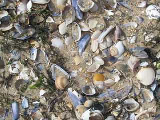 Algues et coquillages brisés sur le rivage