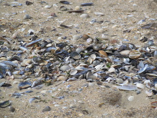 coquillages brisés sur le rivage