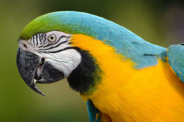 parrot on green background