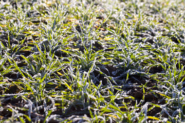 Frost in young wheat.