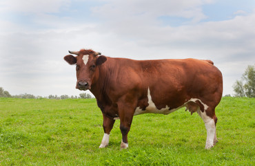 Fototapeta na wymiar Stałe czerwone krowy na łące wygląda ciekawie