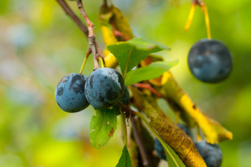 Blackthorn