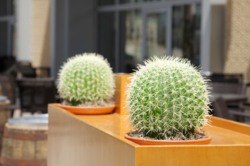 Artificial Barrel cactus