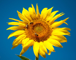 Naklejka premium sunflower with bees