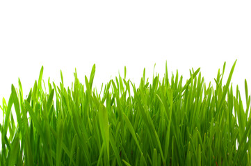 green grass