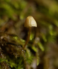 Macro of Mushrooms
