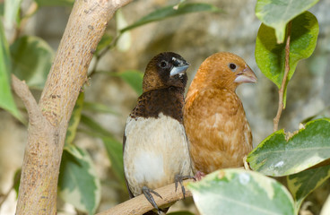 Family of Japanese amadinas.