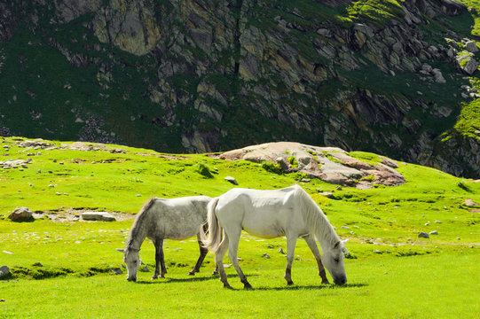 Wild horses on meadow in Himalaya mountains