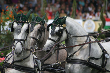 CHIO Aachen, Fahren, Dressur