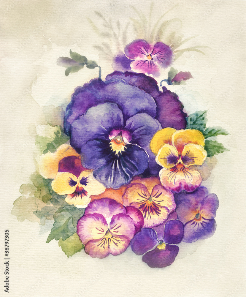 Wall mural watercolor flora collection: viola tricolor