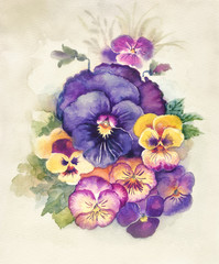 Watercolor Flora Collection: Viola Tricolor