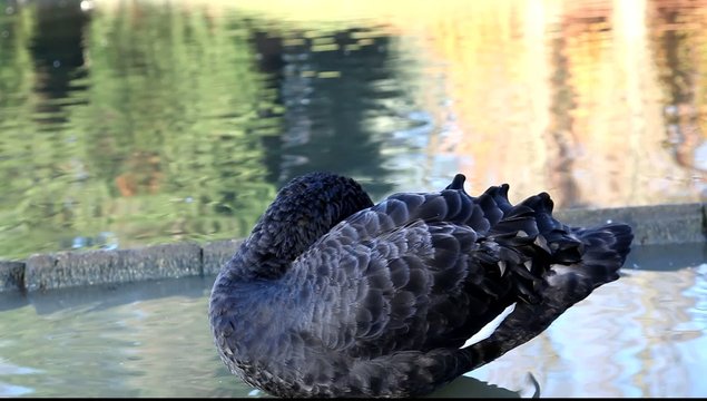 cygnes noir