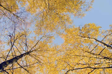 Foto auf Acrylglas Yellow birch leaf tip. Natural autumn centerpiece. © sauletas