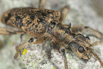 Rhagium sycophanta, macro photo
