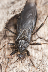 Masked Assassin Bug (Reduvius personatus)