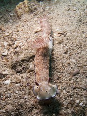 Nudibranch - Risbecia tryoni
