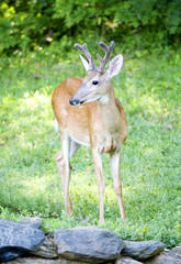 Buck on the rocks