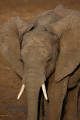 Obraz premium Elephant 0839