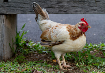 Chicken