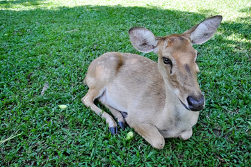 Deer in a zoo in Thailand