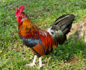 Proud Rooster