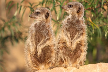 suricate