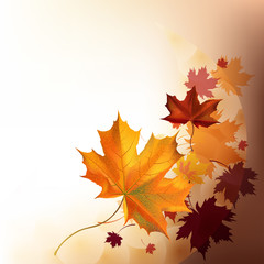Fototapeta premium Realistic brown autumn maple leafs on white background.