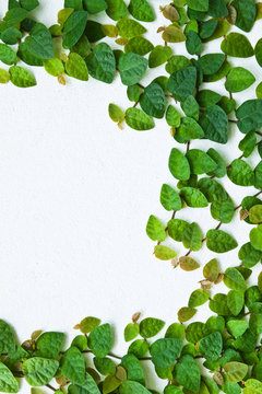 The Green Creeper Plant on the wall for background.