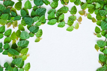 The Green Creeper Plant on the wall for background.