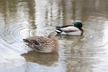 A pair of Mallards/Wild Ducks (Anas platyrhynchos)