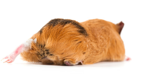 guinea pig