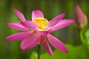 fior di loto fiori 1369