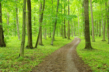 Fototapeta premium green forest