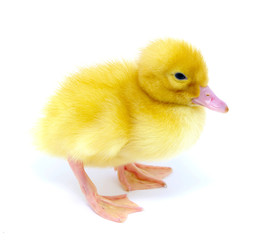 yellow duck