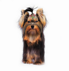 Yorkshire terrier puppy on white