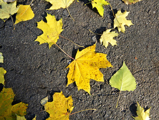 Autumn yellow leaves. Background.