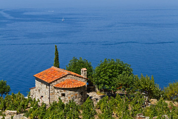 Fototapeta na wymiar Winnica w Toskanii, Elba