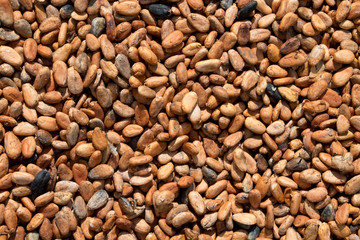 Graines de cacao