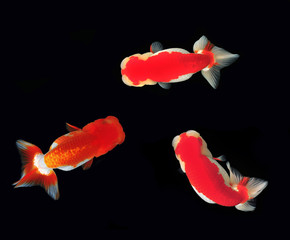 Top view Lion head goldfish on black background