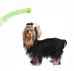 Yorkshire terrier see the tennis ball.