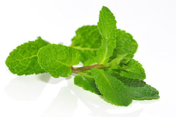 Feuille de menthe © Pictures news