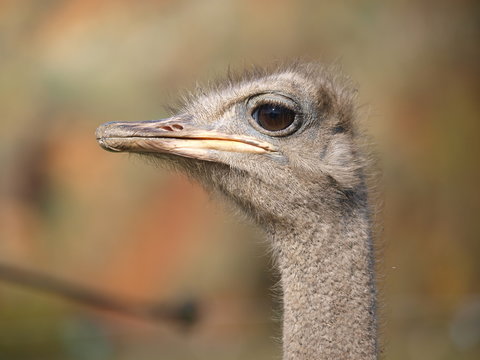 cabeza avestruz