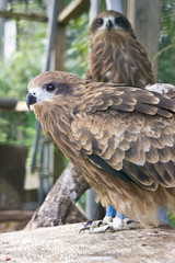 kite