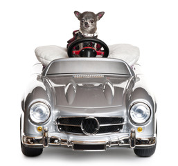 Chihuahua driving a convertible in front of white background