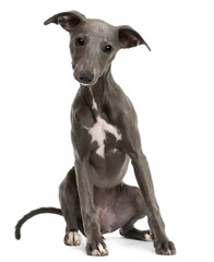 Whippet puppy, 6 months old, sitting
